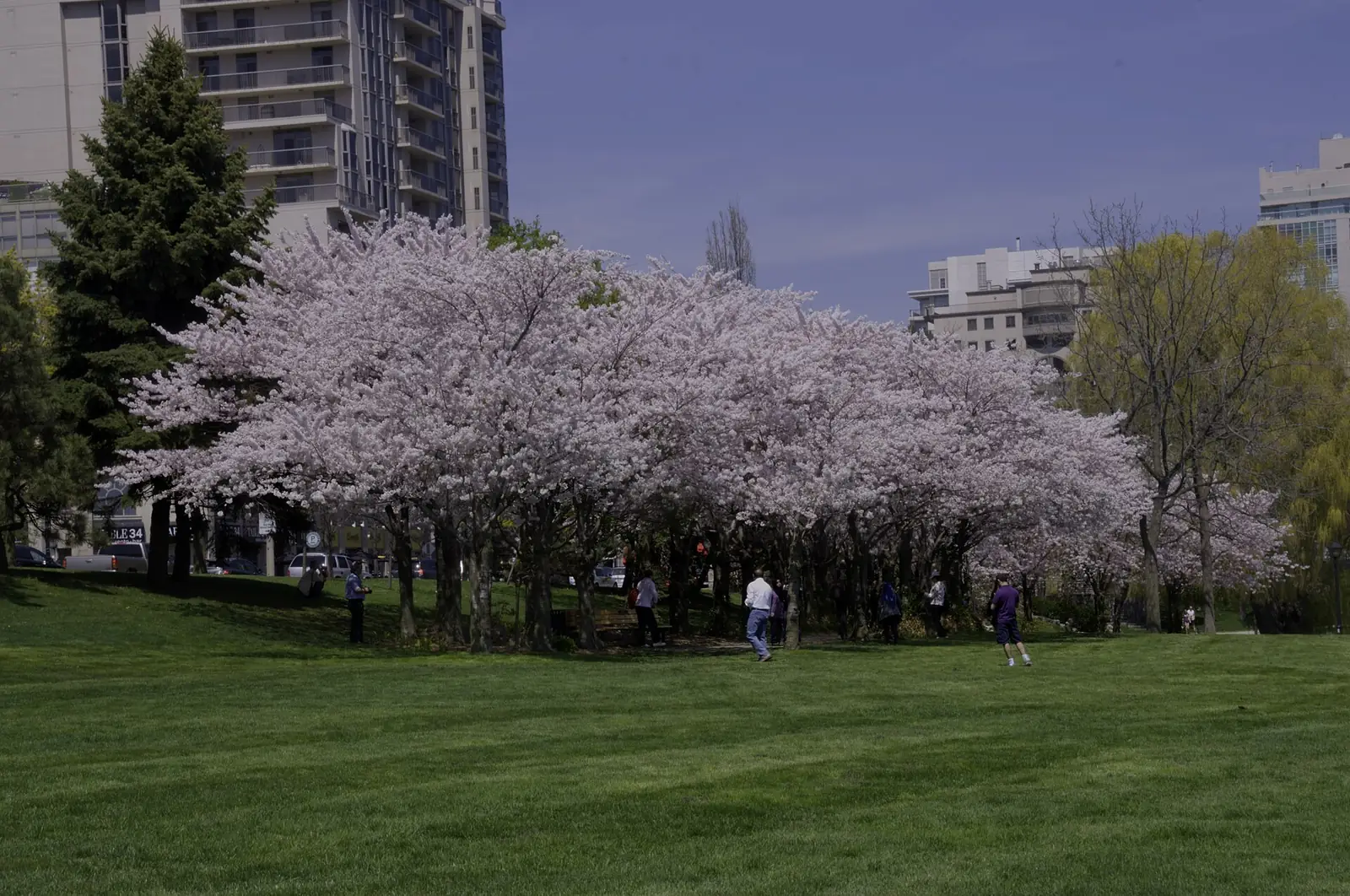 Cherry blossoms in Spencer Smith Park, downtown Burlington